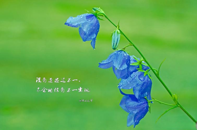“绵延起伏”打一生肖是什么