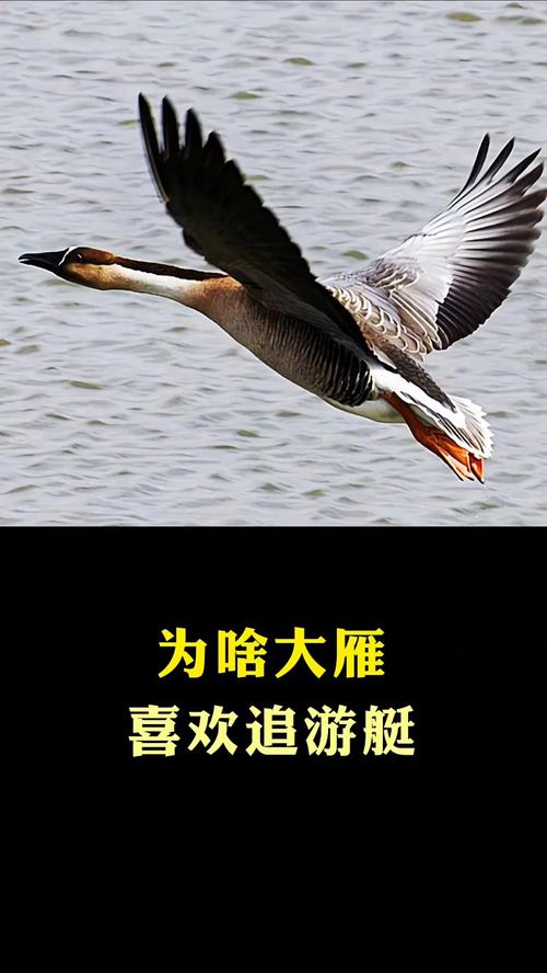 “大雁”打一动物生肖