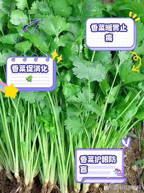 爱吃香菜的人这次真的有福了的简单介绍